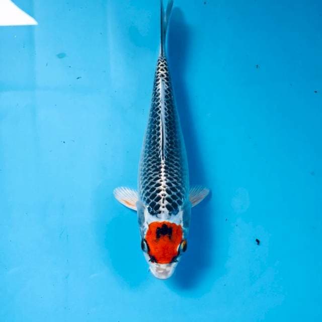 Tancho Kujaku, 18 cm