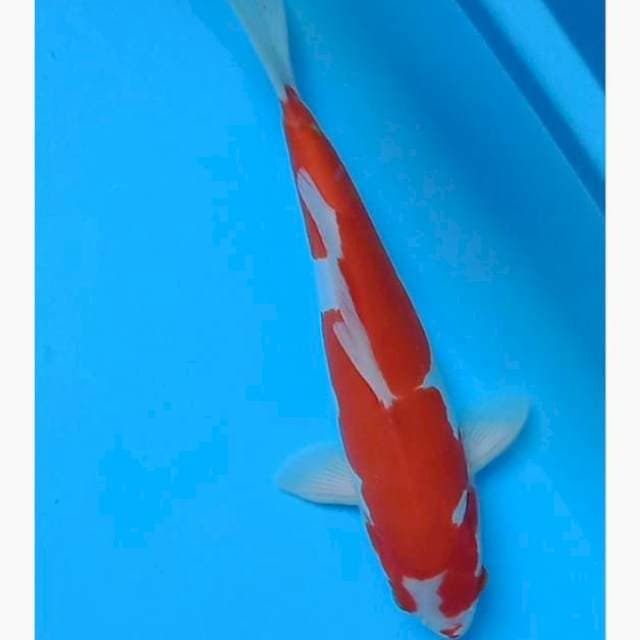 Kohaku doitsu murni