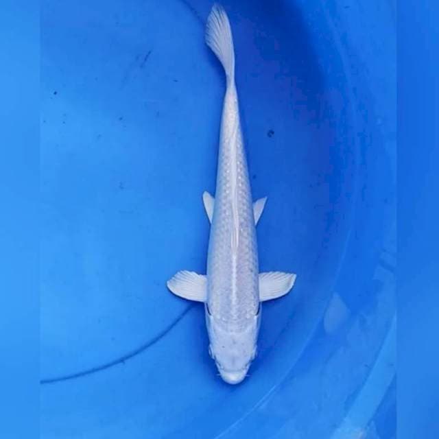 Platinum putih bersih 29 cm