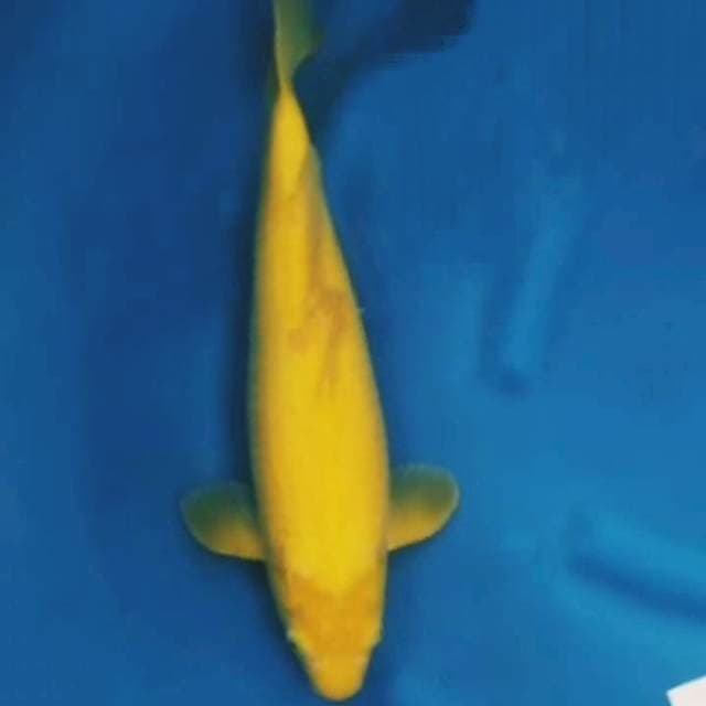 Jumbo karashi 43cm MM