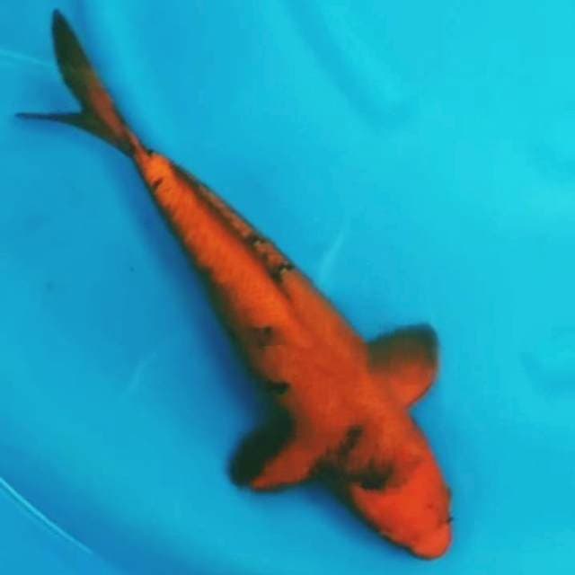 Chagoi 40cm