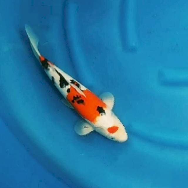 Sanke 36cm