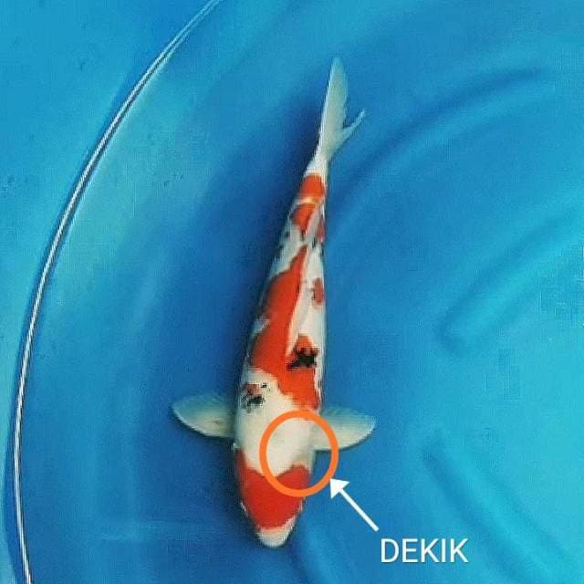 Sanke 40cm