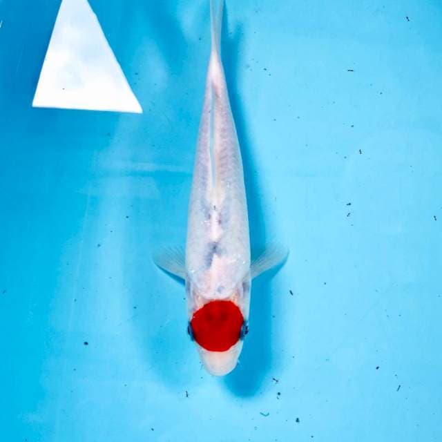 Tancho, 22 cm