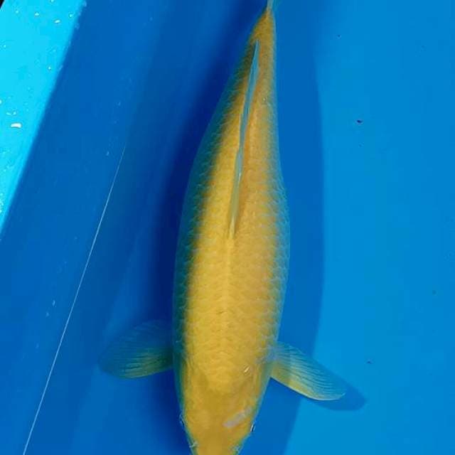 Karasi lemon jumbo bulky