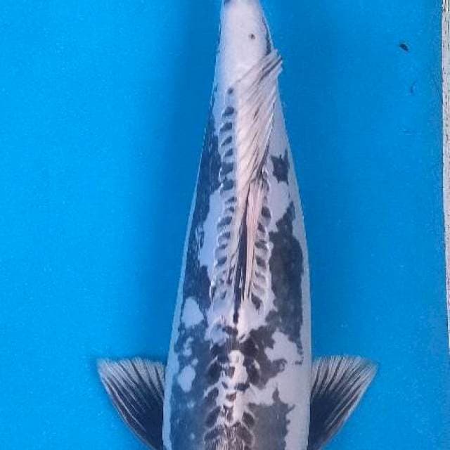 Antik / Kawarimono Male 38 CM