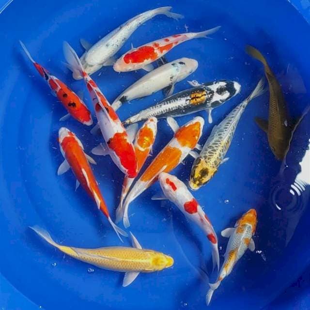 NANO NANO Sz. 20-30, 14 EKOR ©