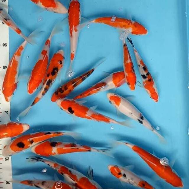 35Ekor Baby sanke 14-20 cm