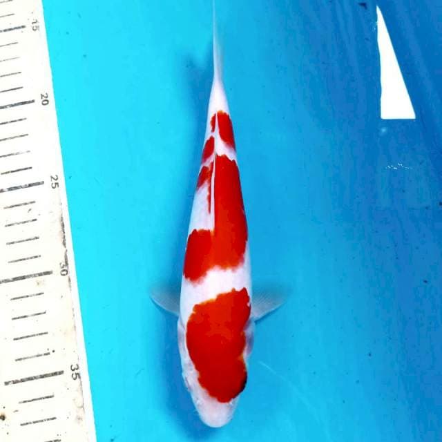 Kohaku, 21 cm