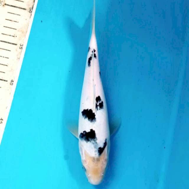 Bekko, 22 cm