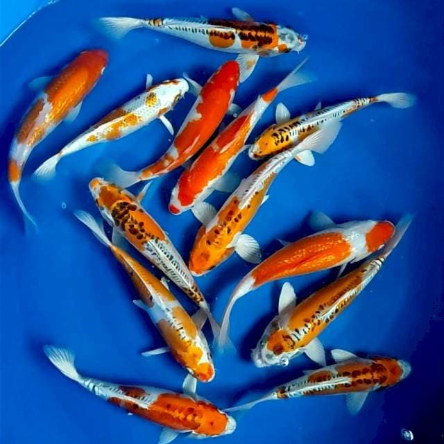 NANO NANO 3 - 25-33, 13 EKOR ®
