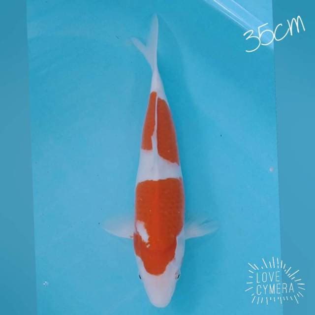 Kohaku 2 step 35cm