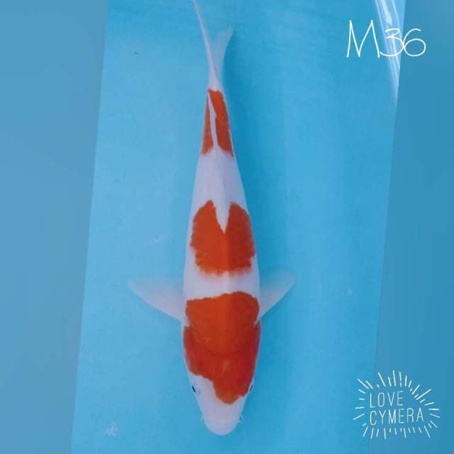 Kohaku 3 step M36