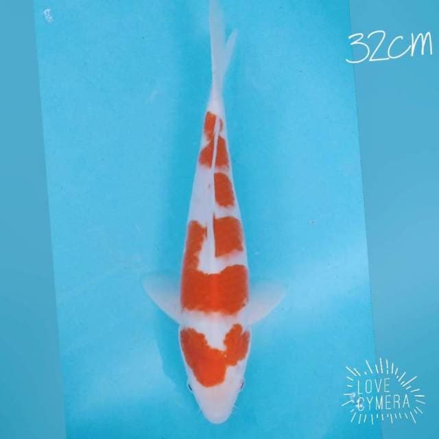 Kohaku 5step 32cm