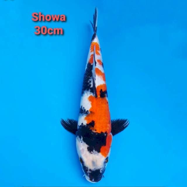 Showa 30cm