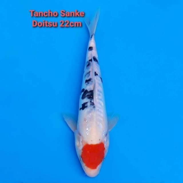 Tancho Sanke Doitsu 22cm