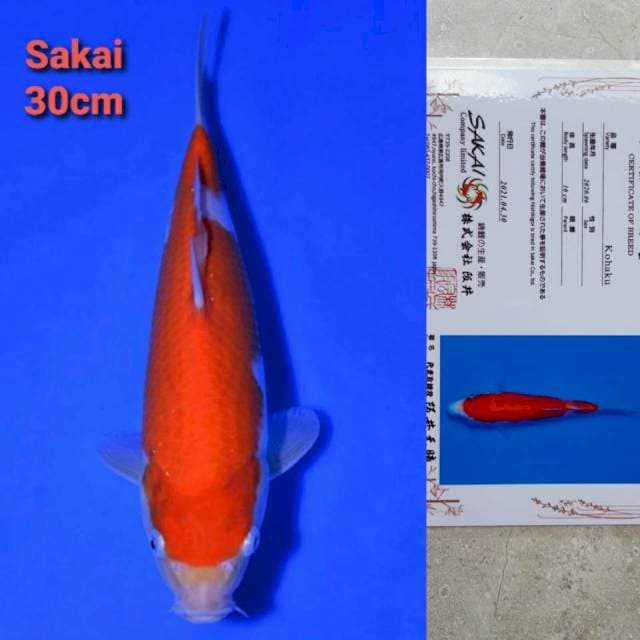 Sakai Kohaku certi