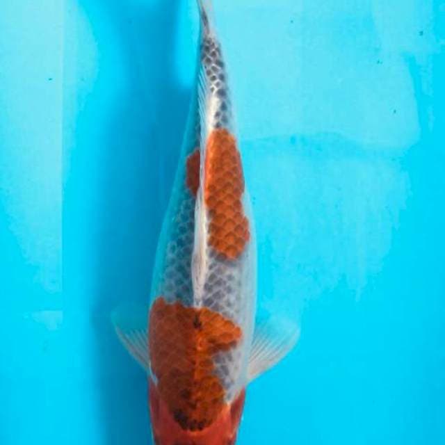 GOSHIKI 32CM