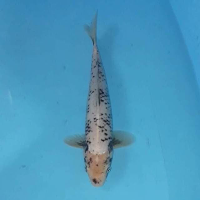 Kawabake 25 cm