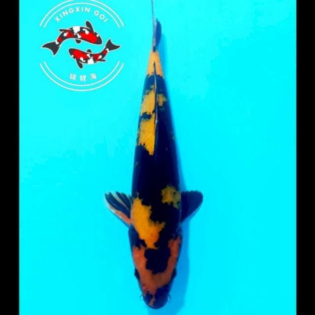 HIU DAINICHI 33CM MALE