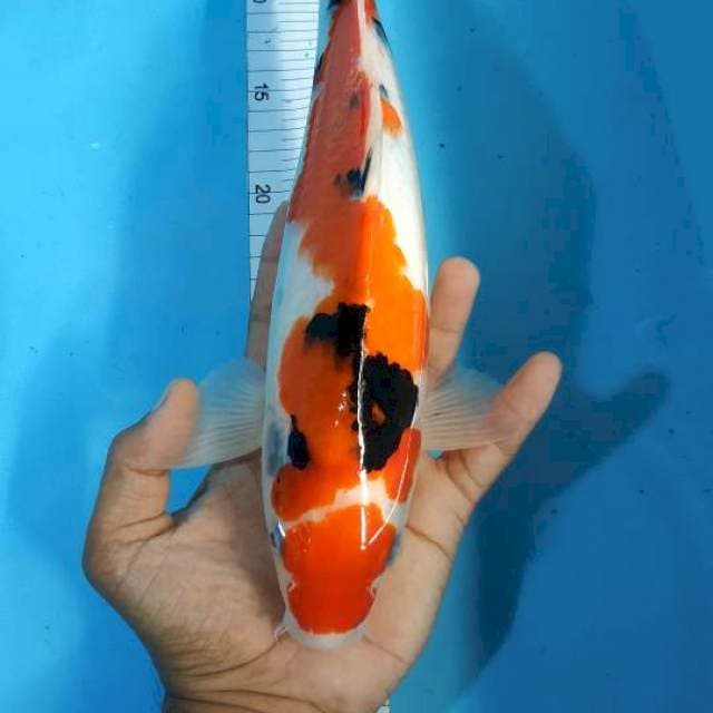 MARUTEN SANKE 35CM MALE