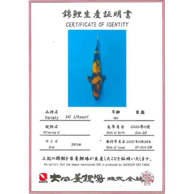 HIU DAINICHI 36CM MALE