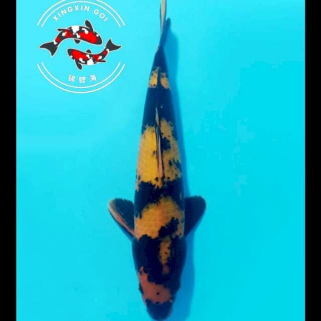 HIU DAINICHI 36CM MALE