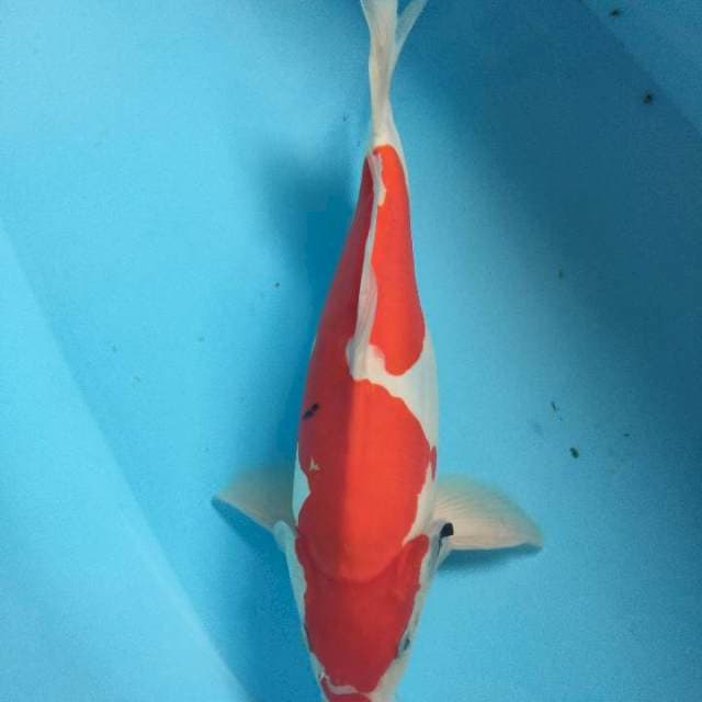 Mokondo 36cm doit murni