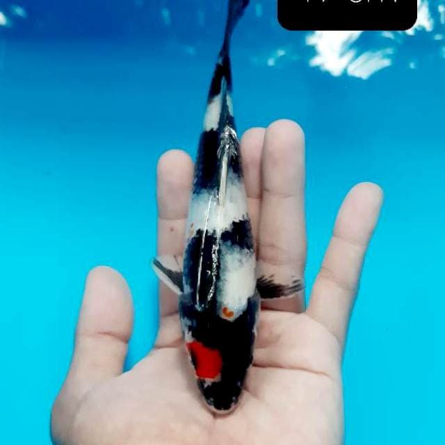 Tancho showa 17 cm