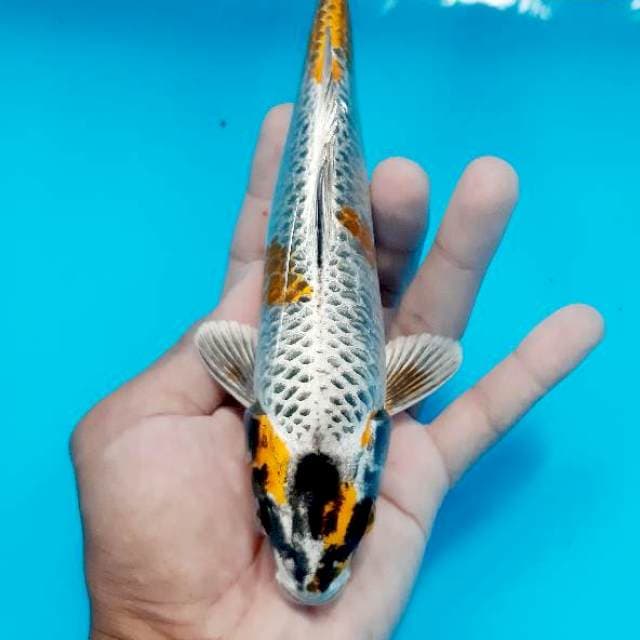 Kujaku 21 cm