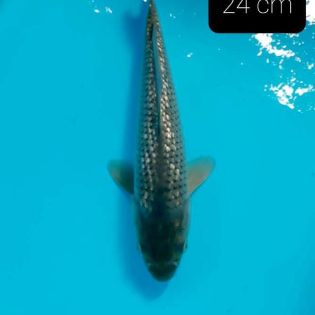 Black diamond 24 cm