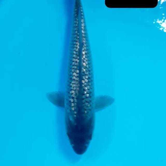 Black dismond 24 cm