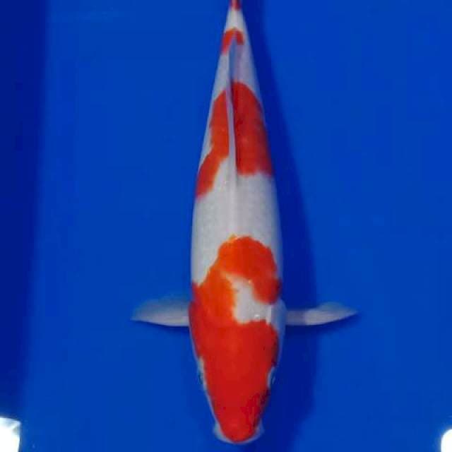 E~ Kohaku Jantan 30cm