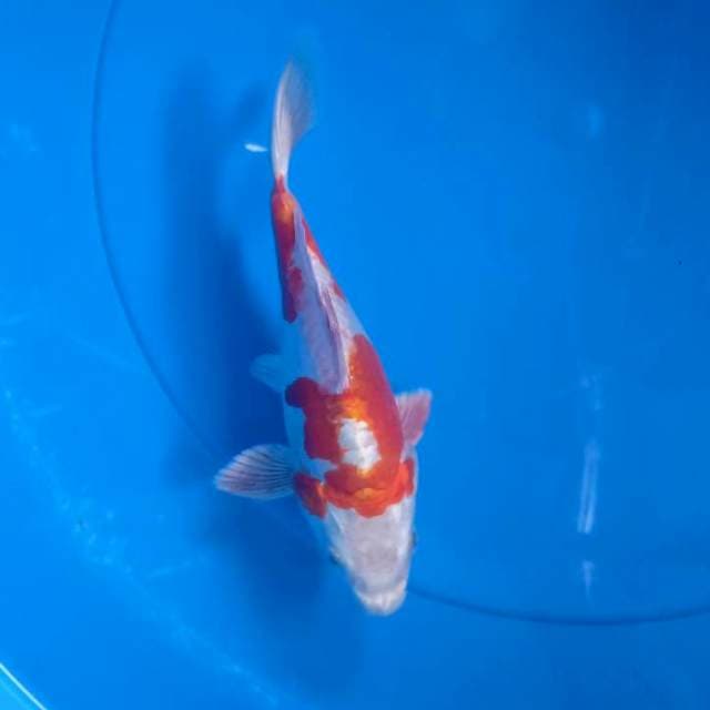 TAMASHABA 18Cm
