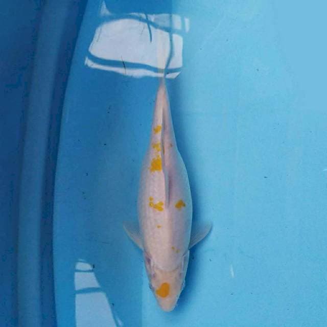 Hariwake 25 cm