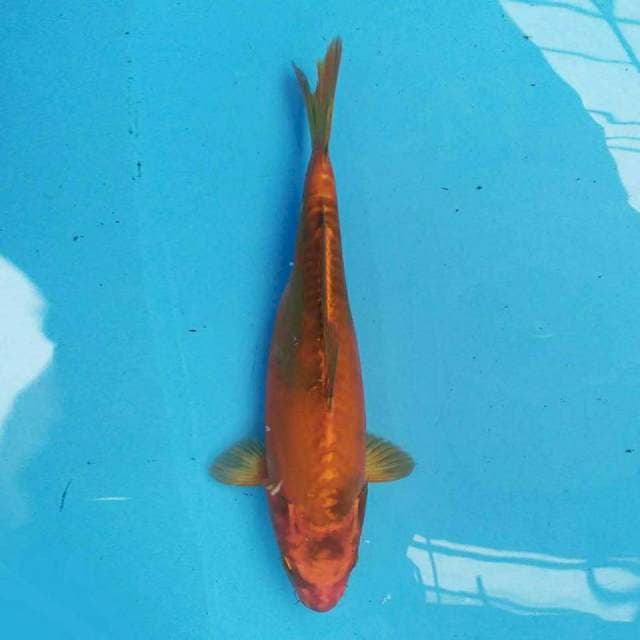 Kin Hi Showa Doitsu 28 cm