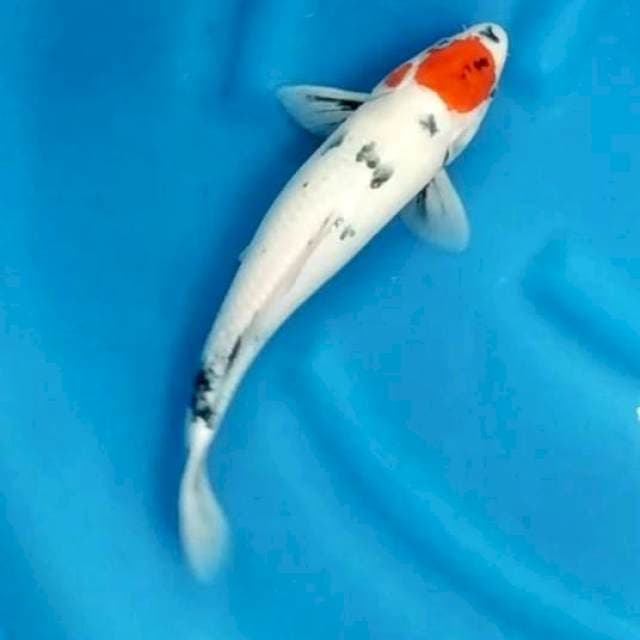 Tancho Showa 34cm