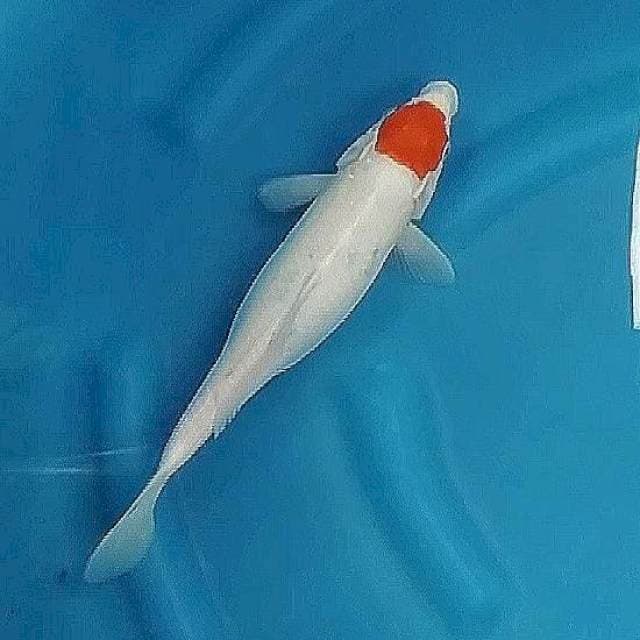 Tancho kohaku 31cm