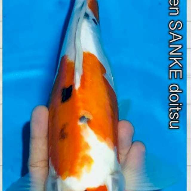 Sanke Doitsu 35 cm