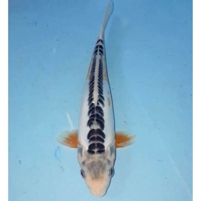 Shusui 25 cm