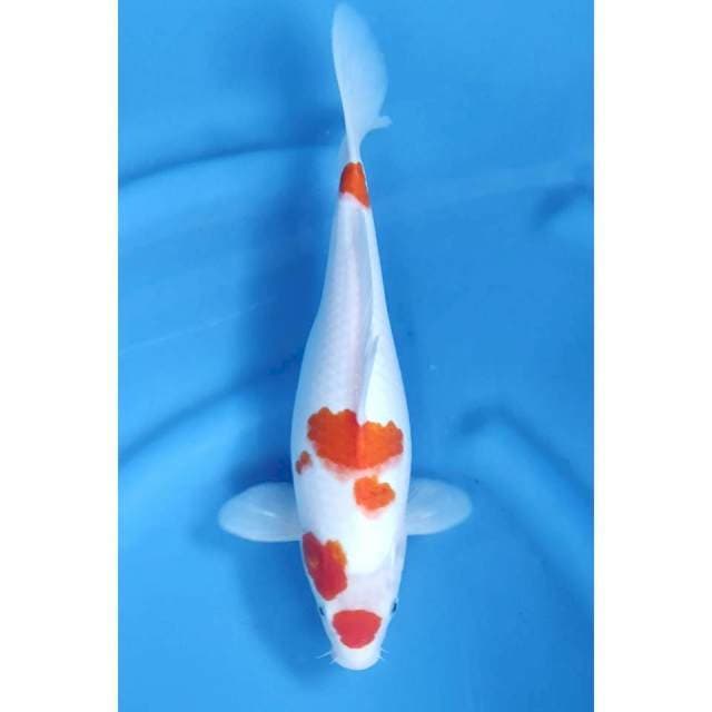 33CM // MARUTEN KOHAKU