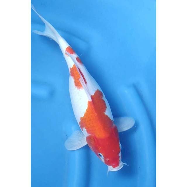 35CM // KOHAKU