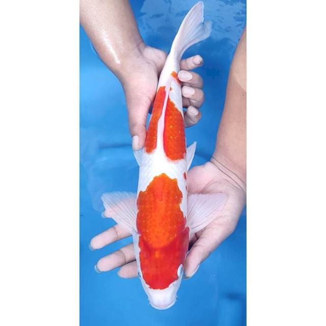 40CM // KOHAKU ORI
