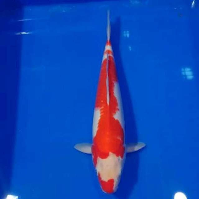 E~ Kohaku Jantan 31cm