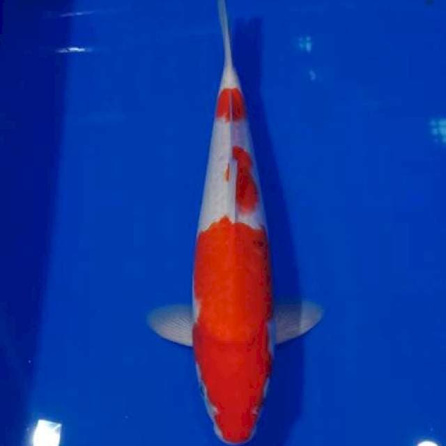 E~ Kohaku Jantan 34cm