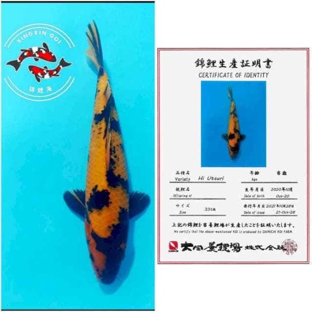 HIU DAINICHI 33CM MALE