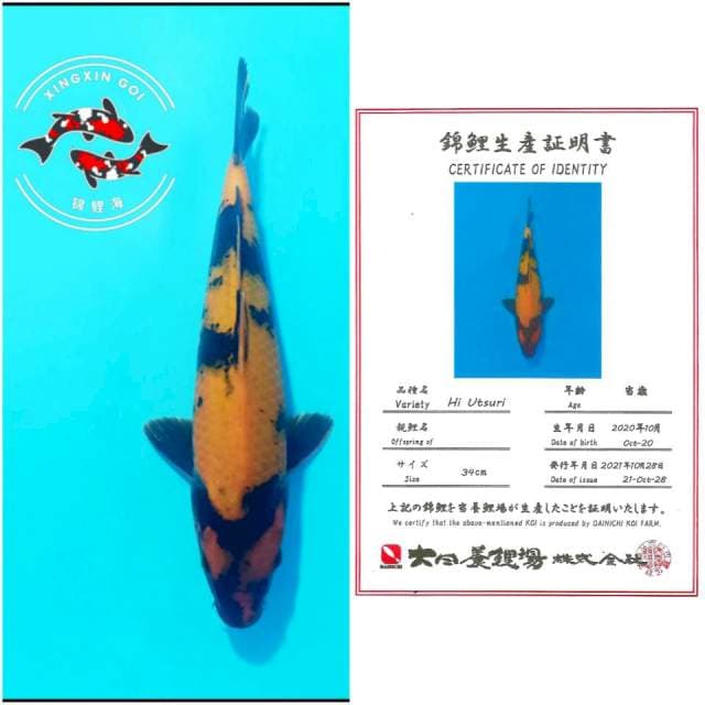 HIU DAINICHI 34CM MALE