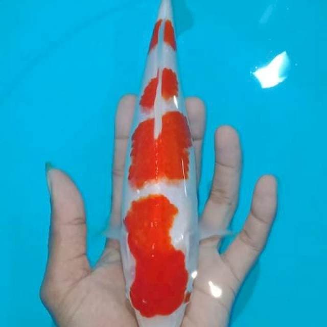 V1~ Kohaku SQ strep 4 original 24cm