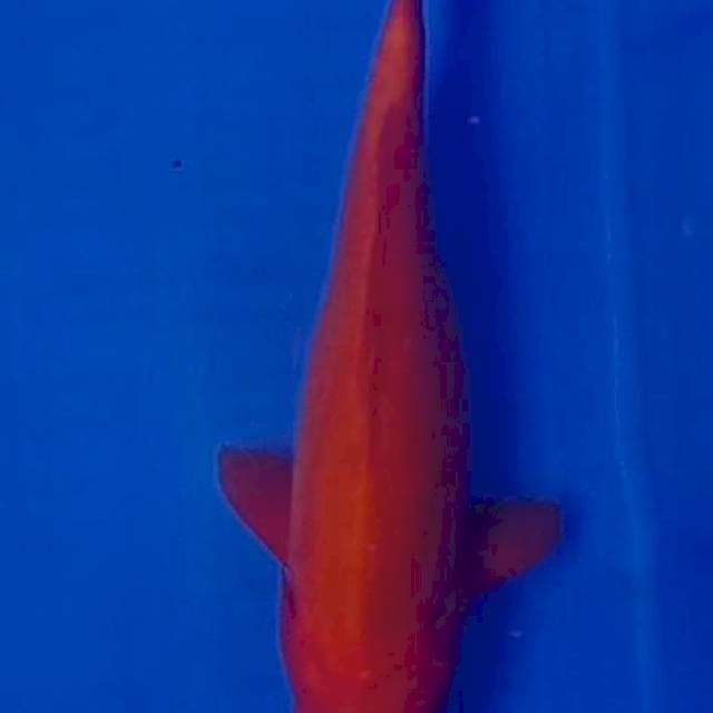 Benigoi