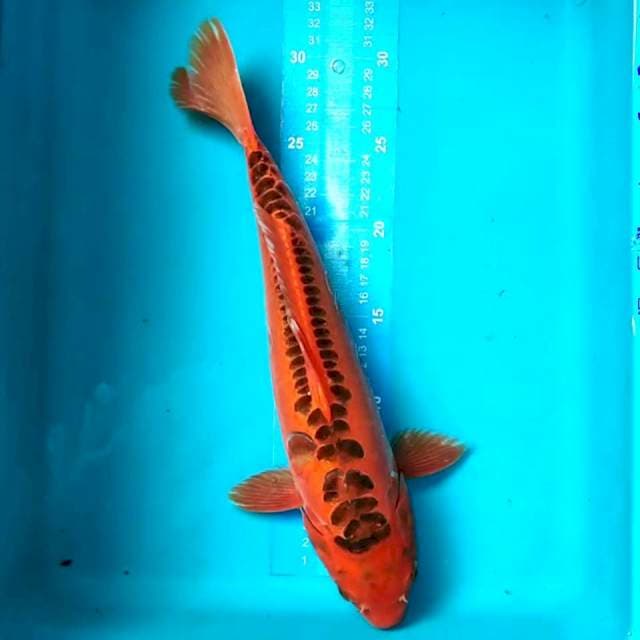 Mizuho 35 cm
